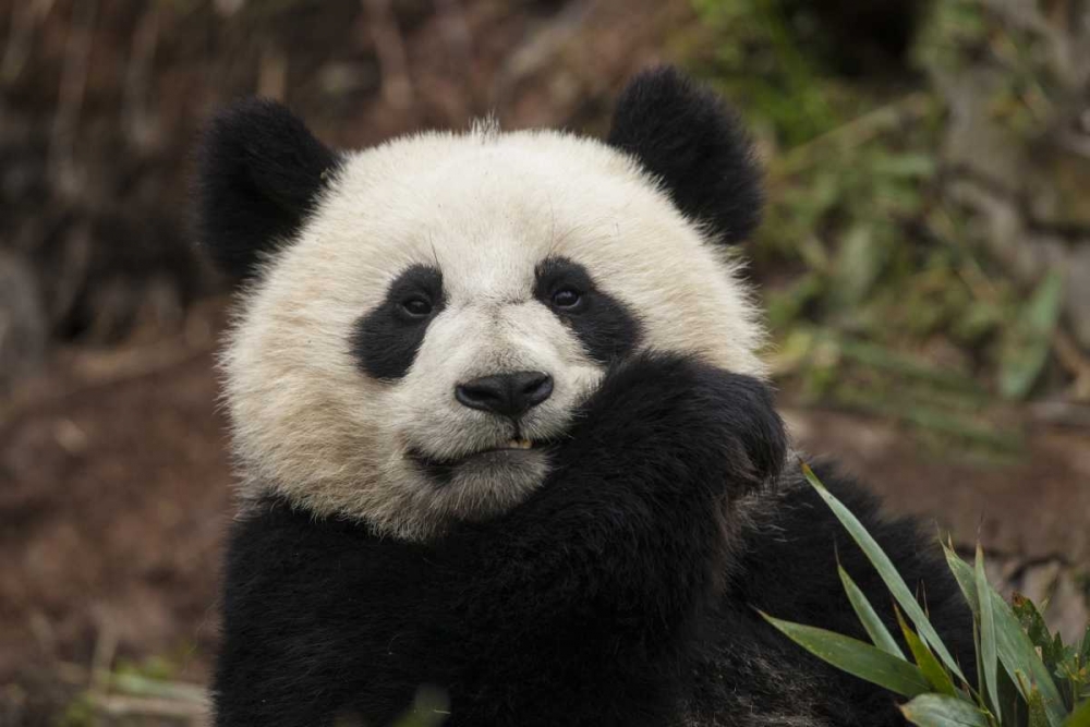 China, Chengdu Panda Base Young giant panda